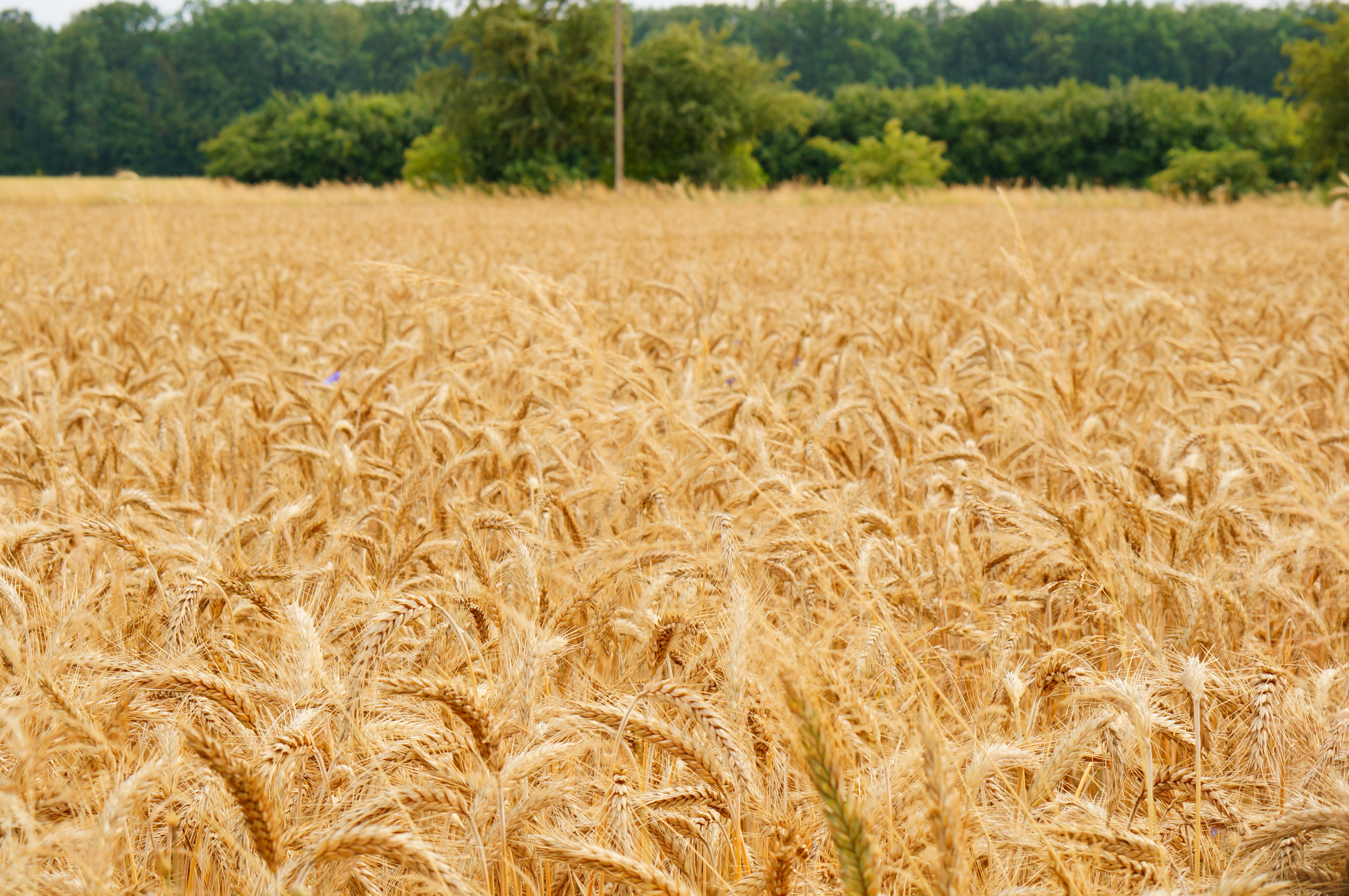 Wheat Crop